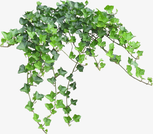绿萝盆栽PNG，高清透明绿叶素材，漂浮元素设计下载