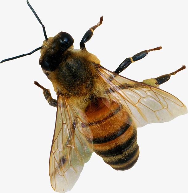蜜蜂小蜜蜂