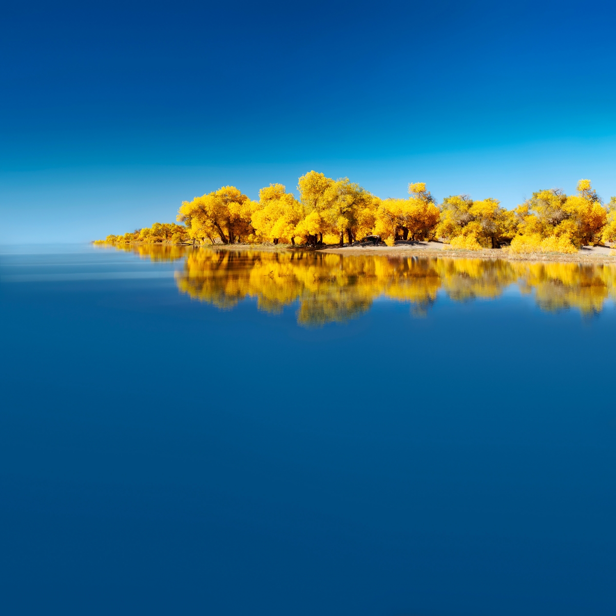 华为 自带 秋天风景 湖水 黄色的树 平板电脑壁纸