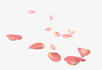 粉色花瓣玫瑰花散落的