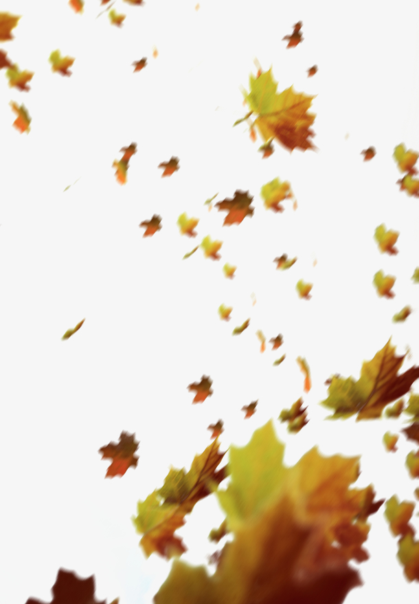 秋天落叶氛围感制造
