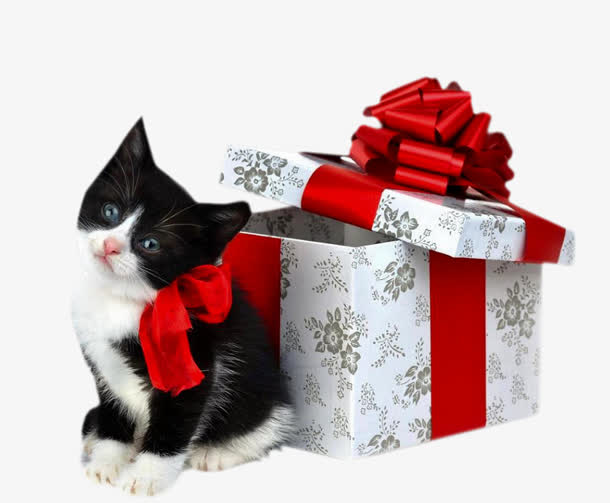 黑色猫咪 礼物盒子 png素材