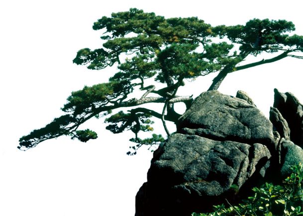 迎客松淘宝素材，高清PNG松树石头透明图片，动植物元素植物设计素材下载