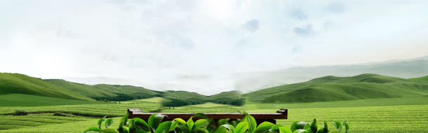 绿色大山茶叶背景矢量图片