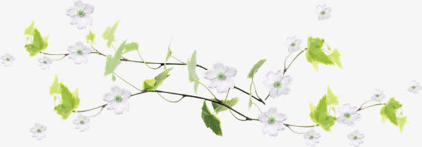 藤蔓类植物白花