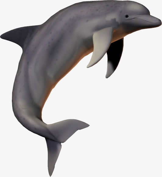 海底生物动物 海豚