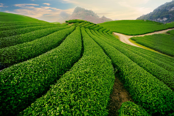 茶园绿意夕阳照，高清PNG透明背景，风景摄影图片素材下载