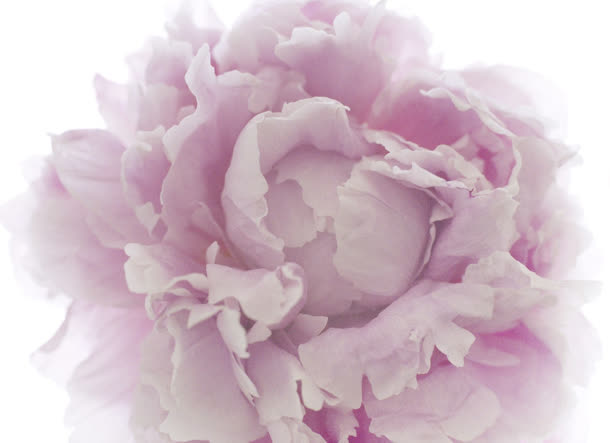 粉紫色花朵碎花花瓣