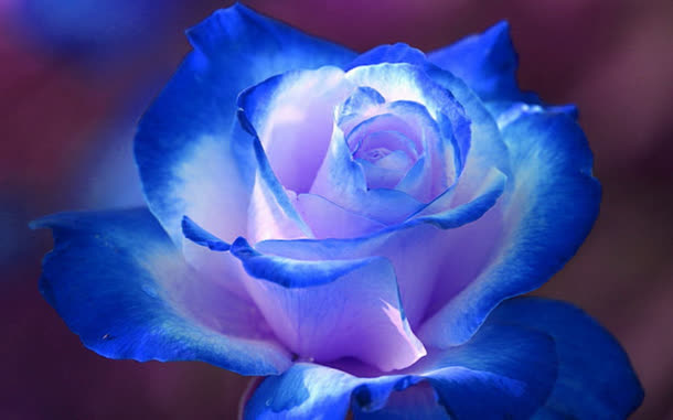 唯美蓝色玫瑰花壁纸