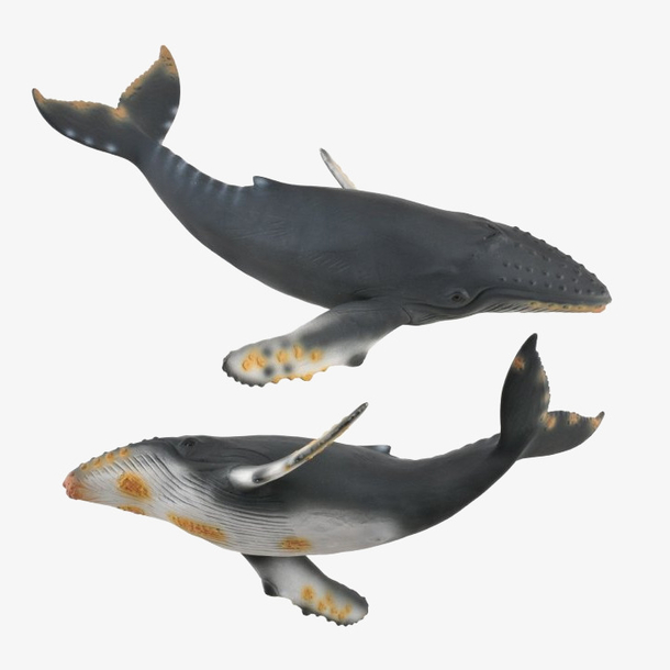 两只灰色的座头鲸海洋生物插图免