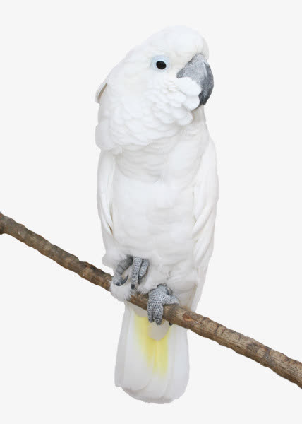 树上的白鹦鹉