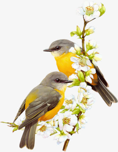 杏花枝头的小黄鸟