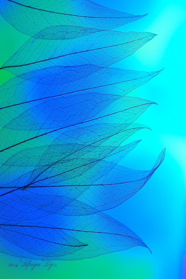 蓝色半透明树叶壁纸