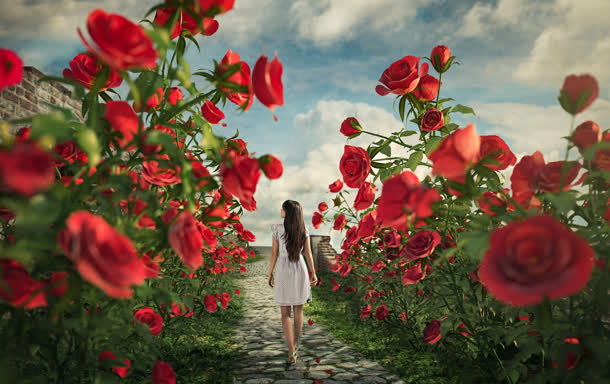 玫瑰花丛里行走的女孩