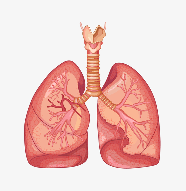 肺部器官图,人体器官,肺部,器官,心肺