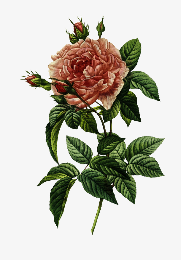 油画质感古典花卉花纹海报PNG 7