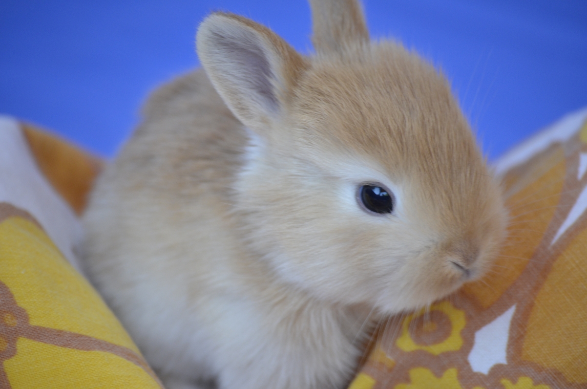 兔子 兔宝宝 可爱小兔 4k图片