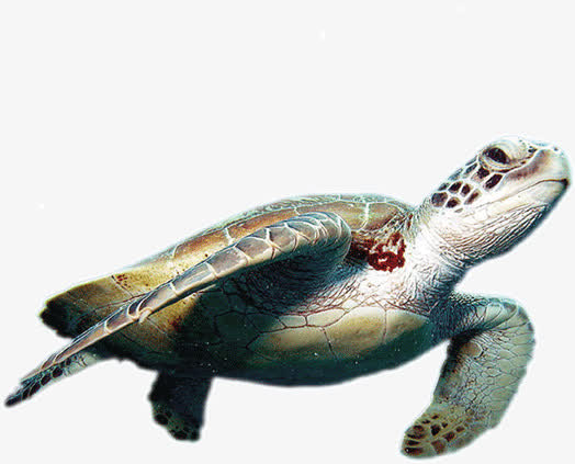 海龟 乌龟 水产