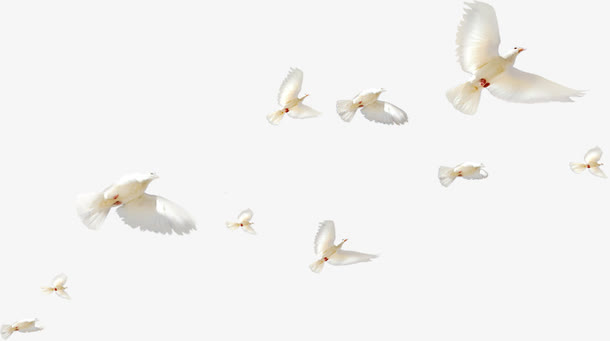 白色飞翔的和平鸽装饰