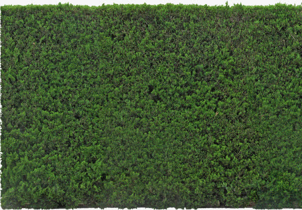 绿植绿墙