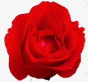 红色娇艳绽放玫瑰花朵