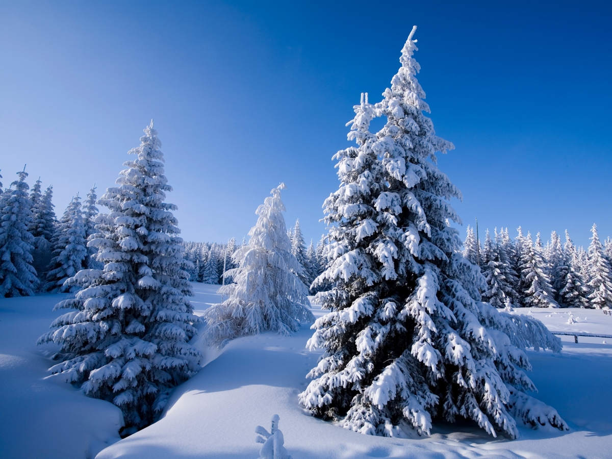 大雪 树 冬天风景 平板壁纸