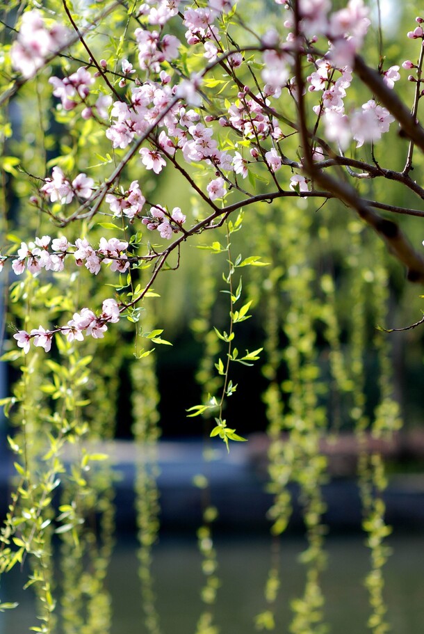 粉色桃花绿叶高清PNG透明图，摄影风景素材，免费下载