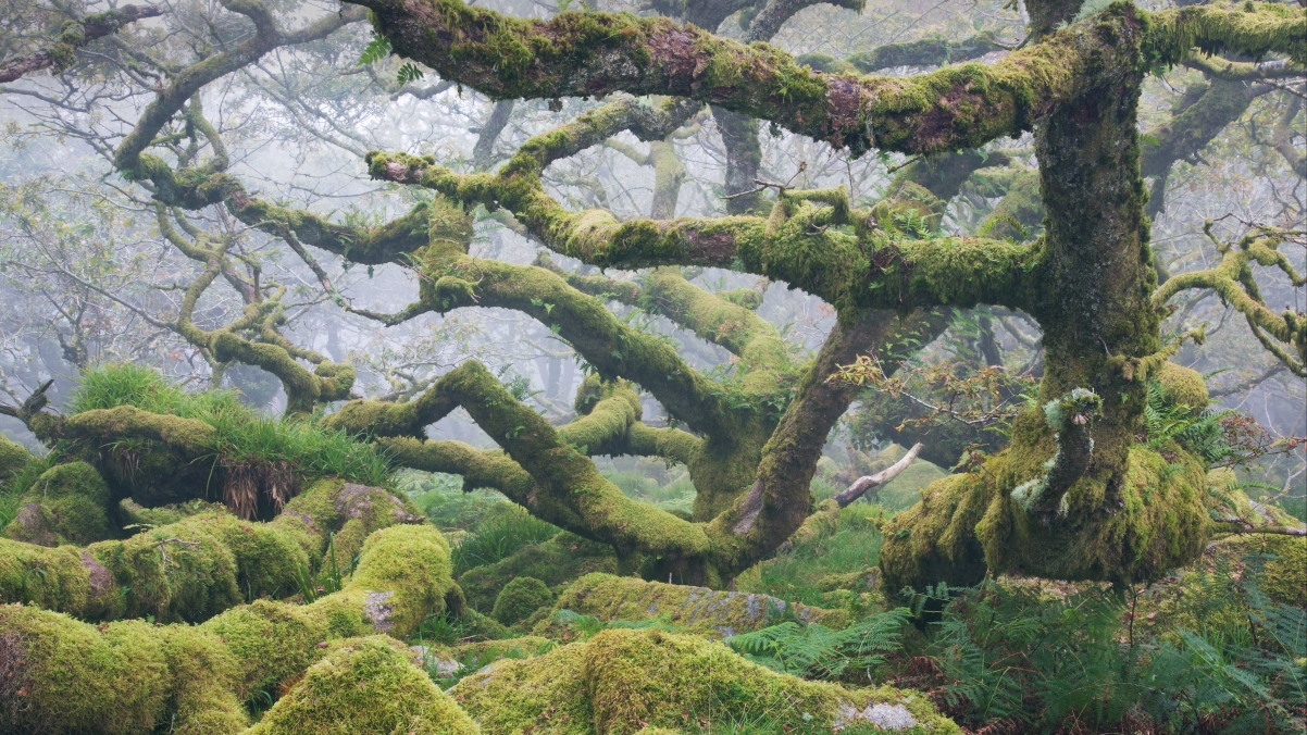 森林 古橡树 绿色植物 苔藓 护眼 5k 风景 壁纸