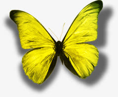 可爱黄色亮光蝴蝶