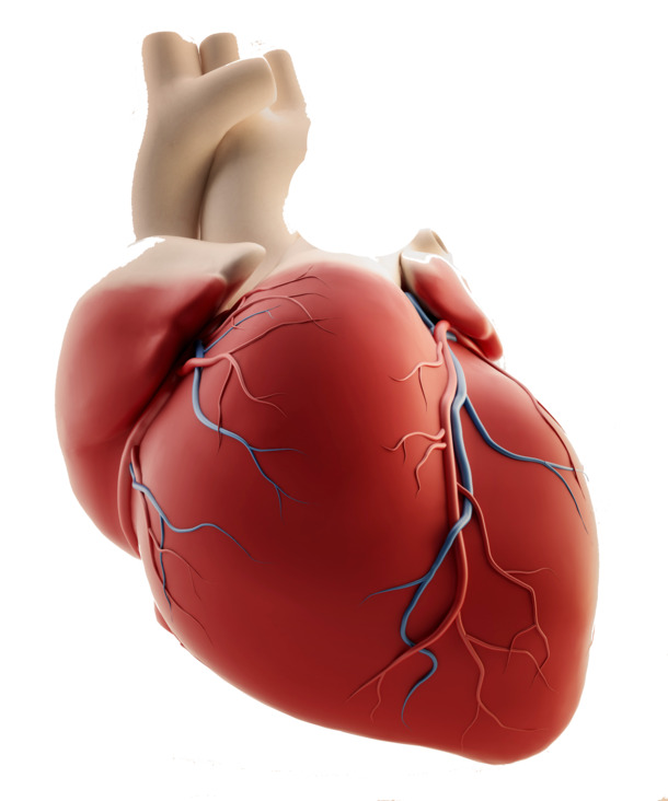 心脏器官PNG透明图，高清免扣元素，设计素材下载