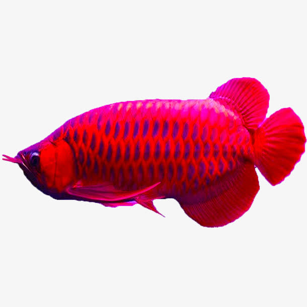 印尼红辣椒红龙鱼