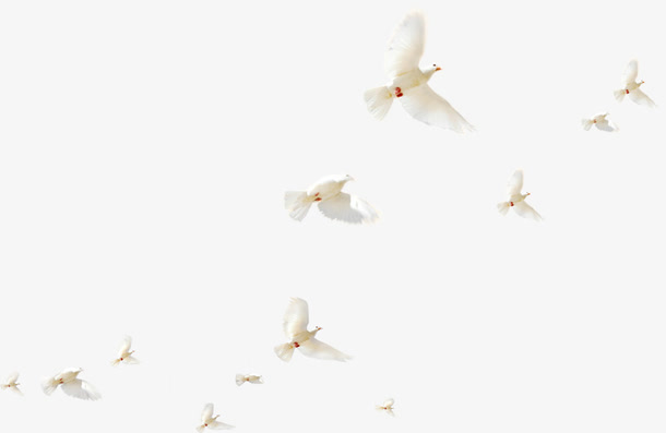 白色美丽飞鸟整齐
