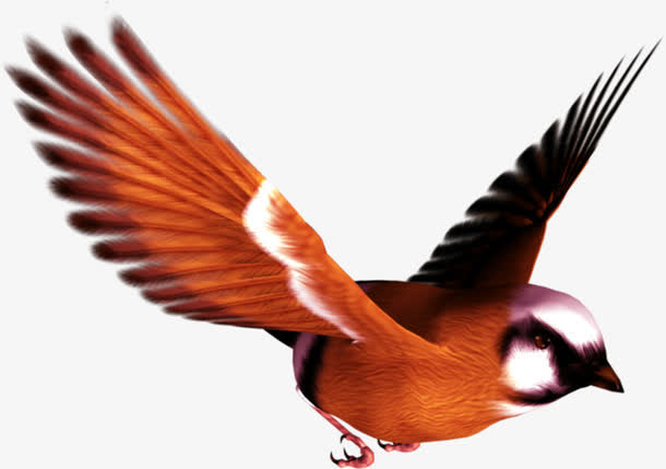 飞翔的橙色小鸟海报背景