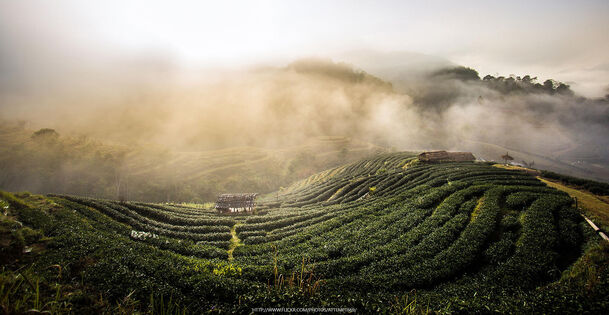 云雾缭绕绿色茶园PNG透明背景，摄影美景设计素材下载