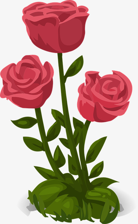 三朵红色的玫瑰花