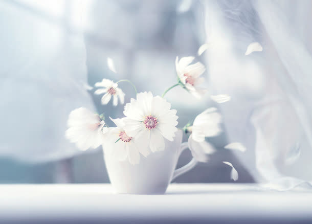 白色花朵纯洁生活