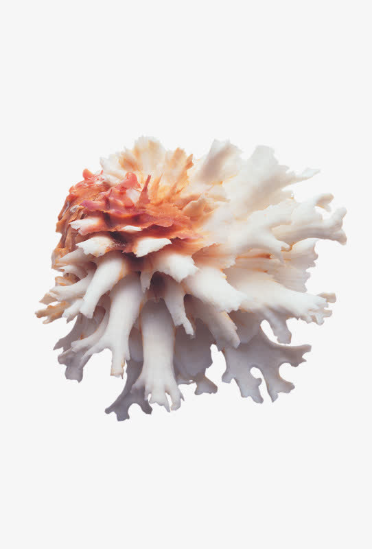 珊瑚装饰