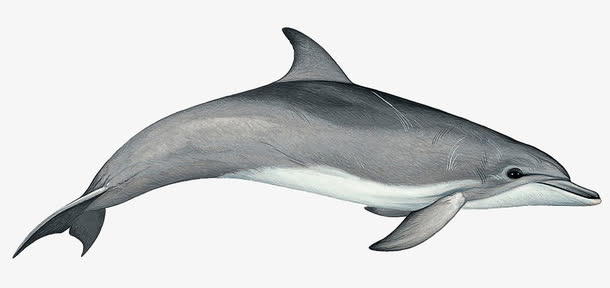 卡通海洋海豚动物