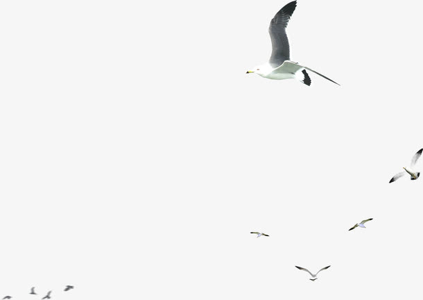 远景天空中飞翔的海鸥