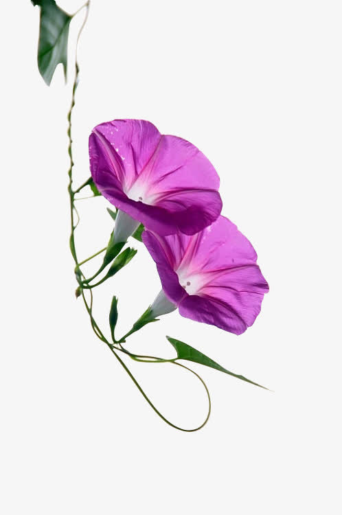 紫色牵牛花PNG高清透明图，植物装饰元素，设计素材免费下载