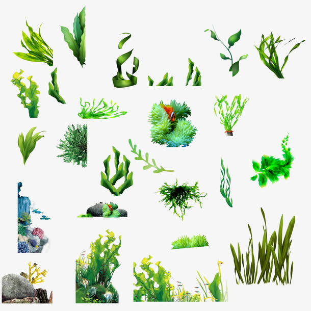 海藻素材大放送，高清PNG透明图片、植物装饰元素，PSD格式设计素材一键下载
