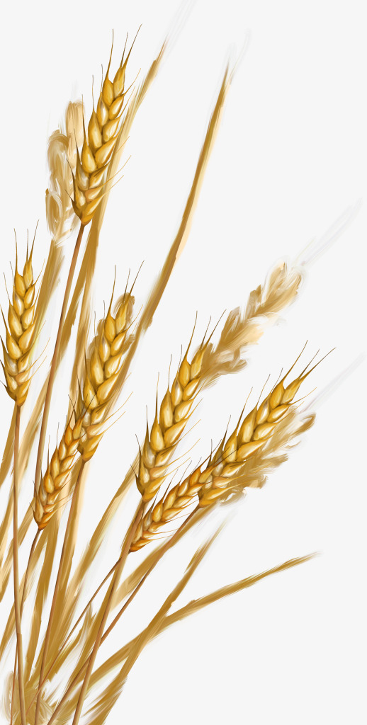 秋收的小麦7