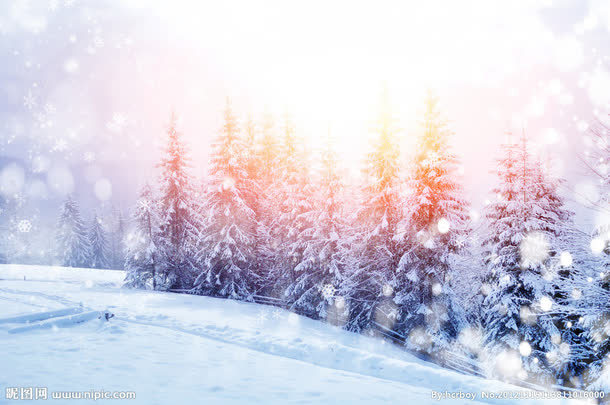 雪花阳光松树风景
