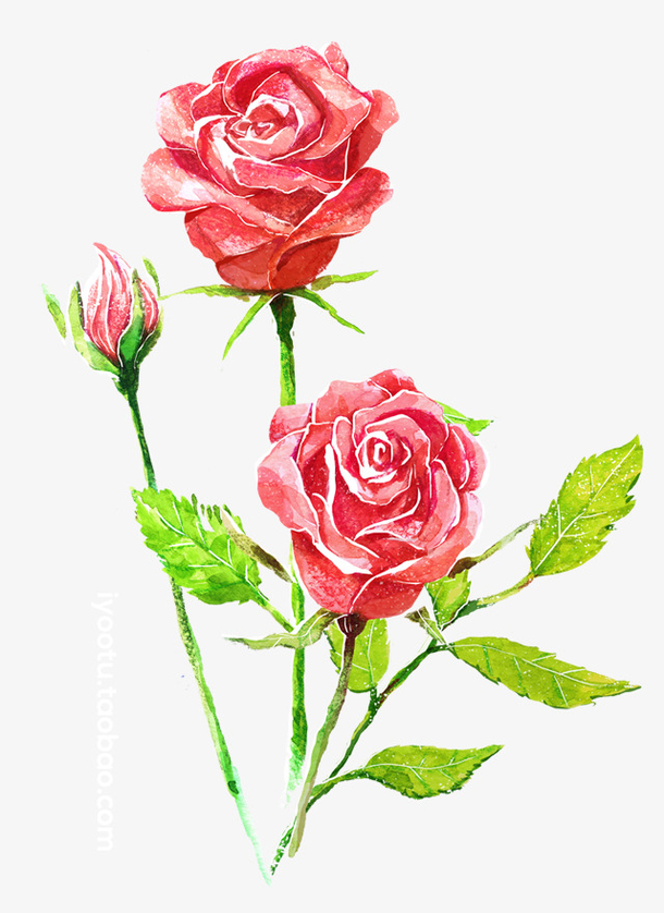 手绘鲜花母亲节玫瑰