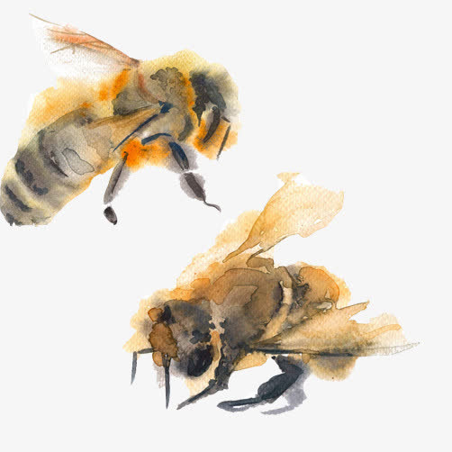 蜜蜂水彩画素材图片