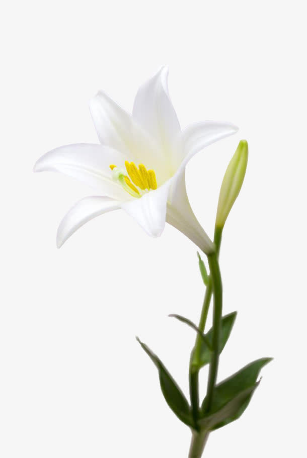 白色百合花卉盛开