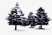 冬季雪树海报背景