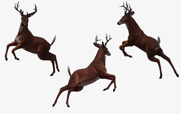 三只奔跑跳跃的鹿