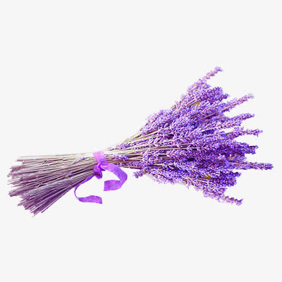 一束紫色薰衣草