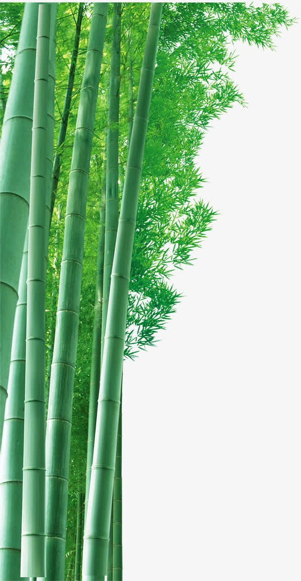 竹子高清背景素材